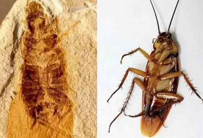 鼎博·(中国游)有限公司官网